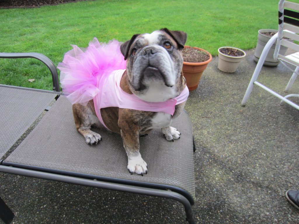 Another great shot of Rox and her tutu