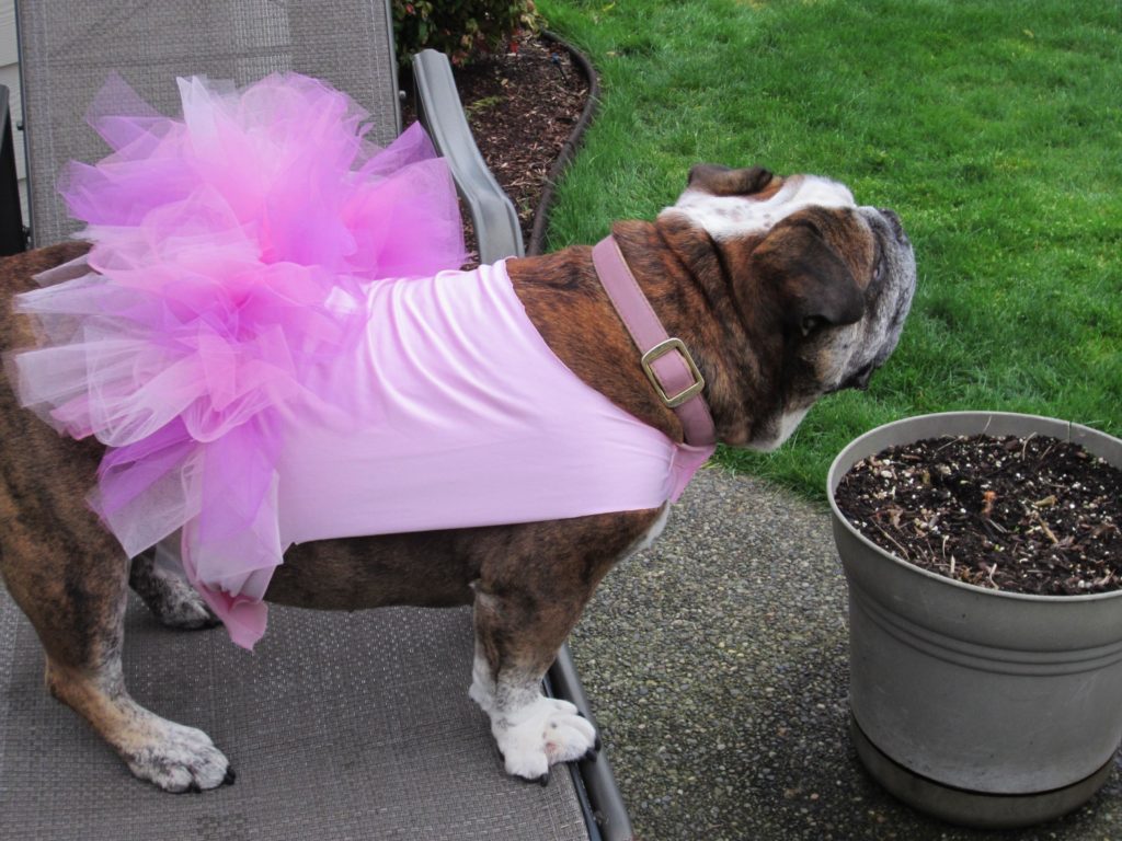 And more of beautiful Roxanne in her tutu