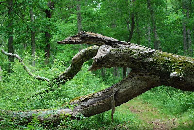 Hannah's first mended tree in a park