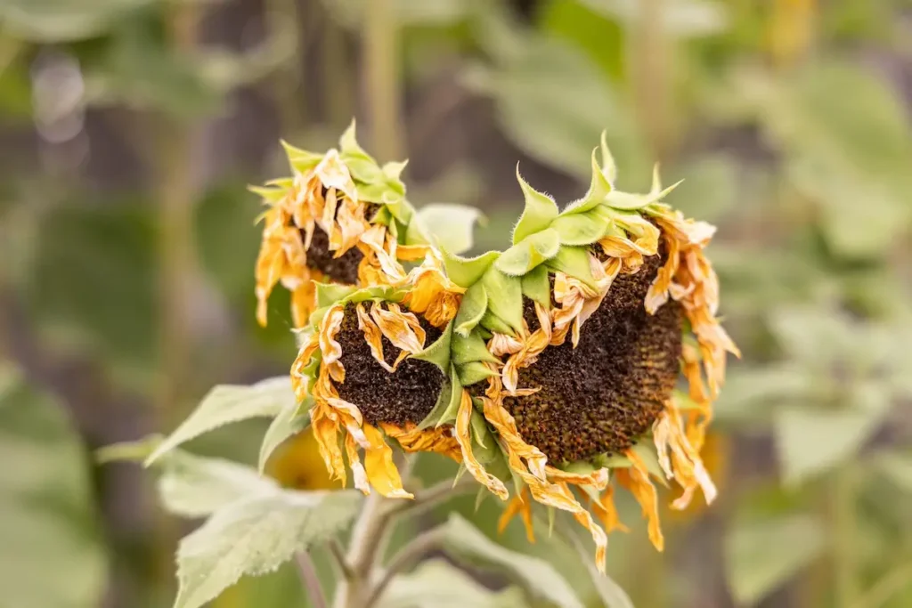 Sunflower photo by Tasha Owen