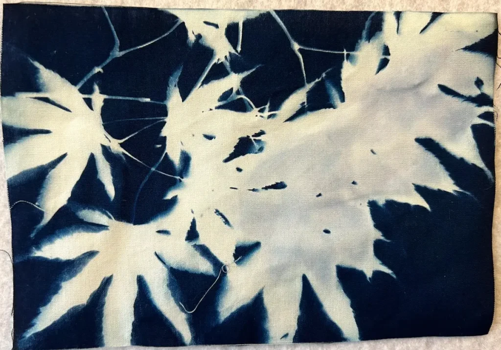 Layers of small maple leaves in a cyanotype print
