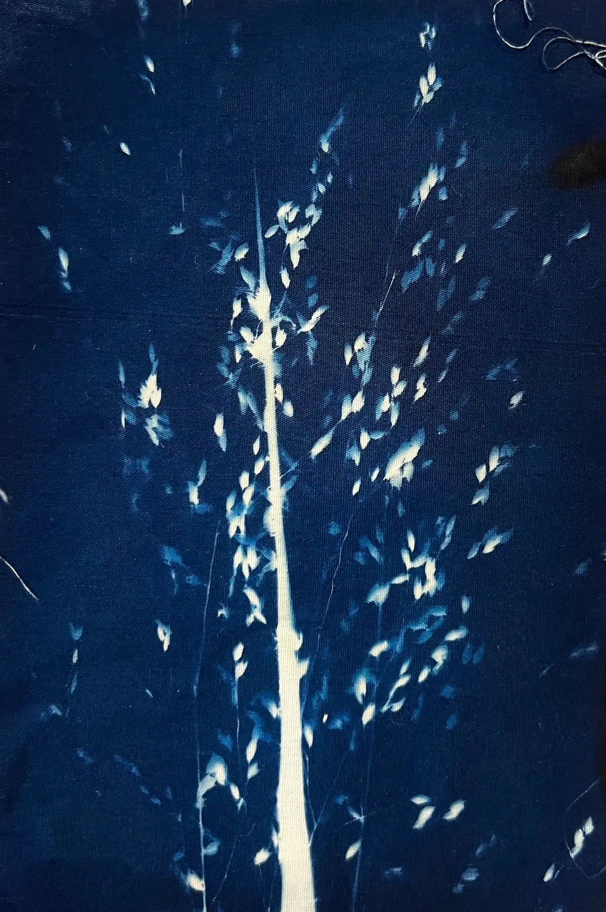 Close up of tall grass with seeds as a cyanotype on fabric