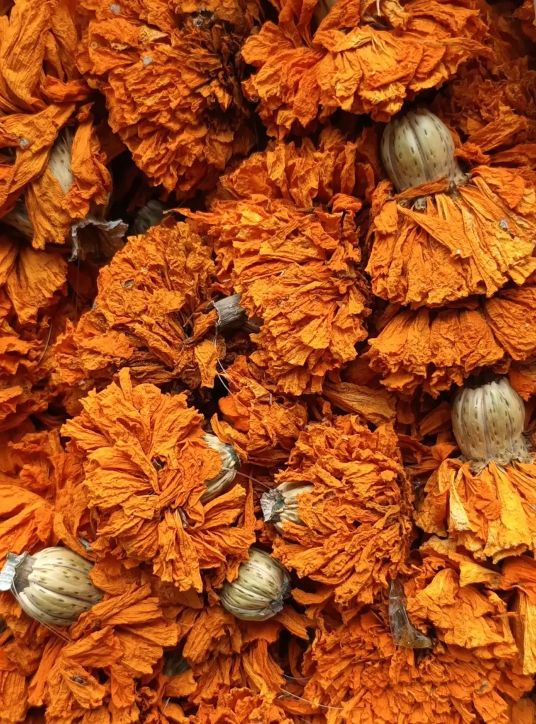Marigolds used for natural dyeing by Mildred & Sama of Suula