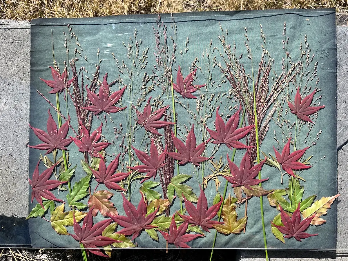 Multiple plant materials in the sun on the cyanotype treated fabric