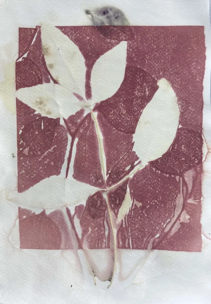 Heavenly Bamboo gelatin print by Sonja Lee-Austin