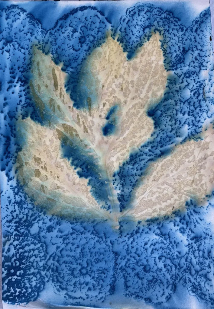 Peony lace gelatin print by Sonja Lee-Austin