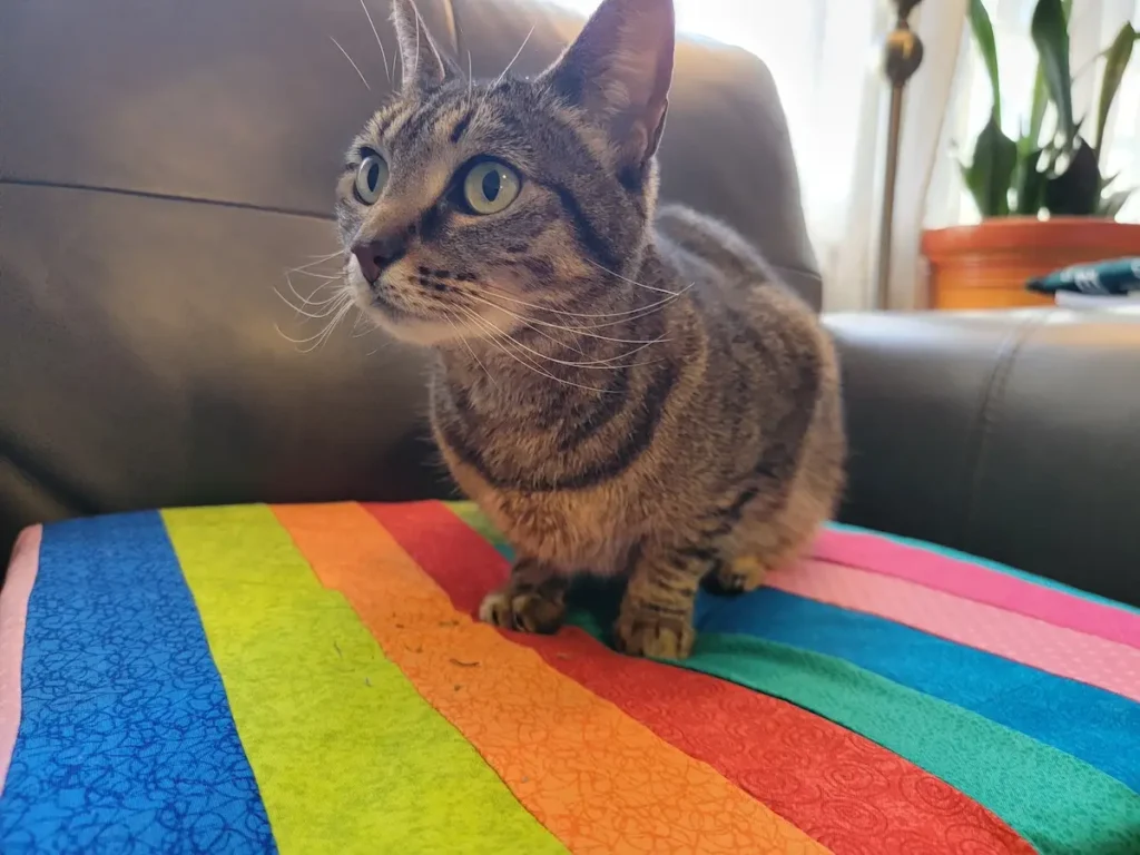 Becca Fenstermaker turned a UFO into a cat cushion