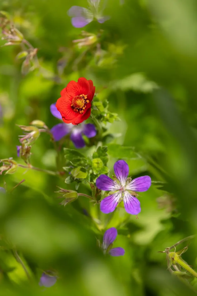 Inspiration photo from Simone Steuxner garden
