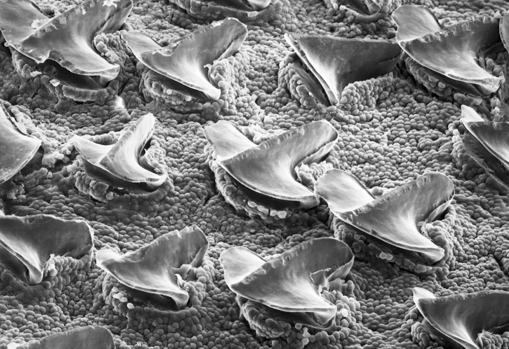 Dogfish Skin SEM image by Carla Stehr