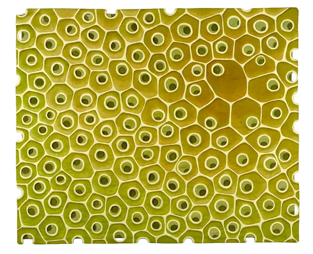 Diatom 8 fiber art by Carla Stehr