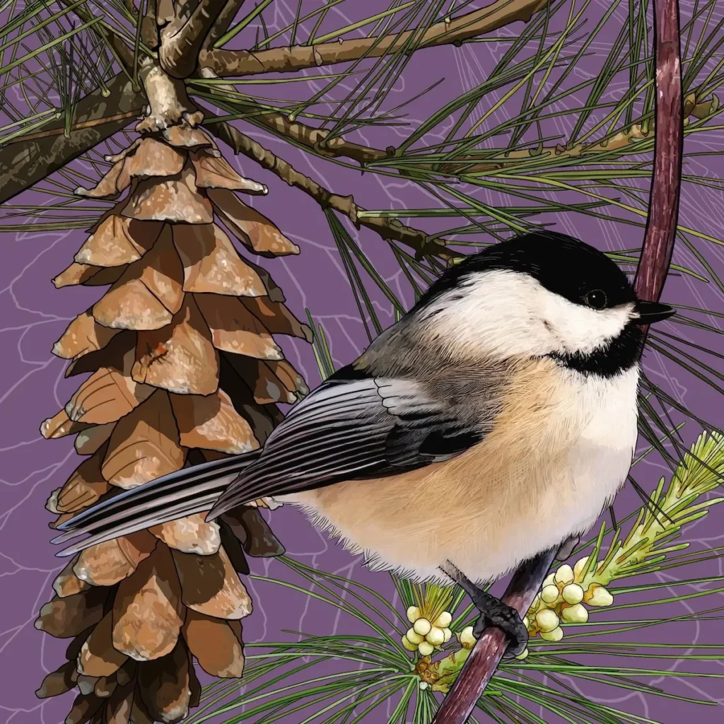 State Birds: Chickadee painting by Nikki May