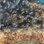 Gifts from the Bay 1 art by Salma Arastu