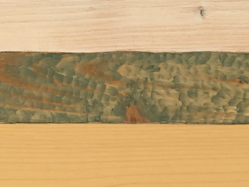 Black-billed Gull - critically endangered box fiber art by Susan Martin Maffei