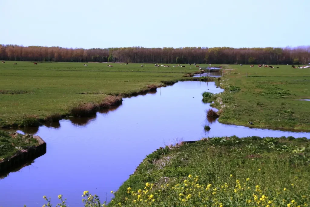 Nearby wetlands of Tilleke Schwarz