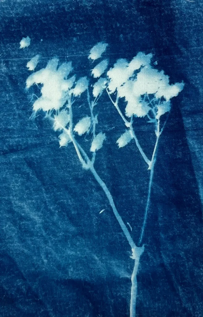 Cyanotype baby's breath on muslin