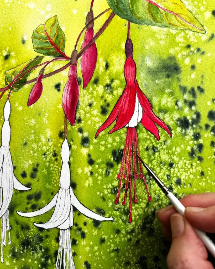 Fuchsias watercolor by Louis Davidson and Morgaine Davidson