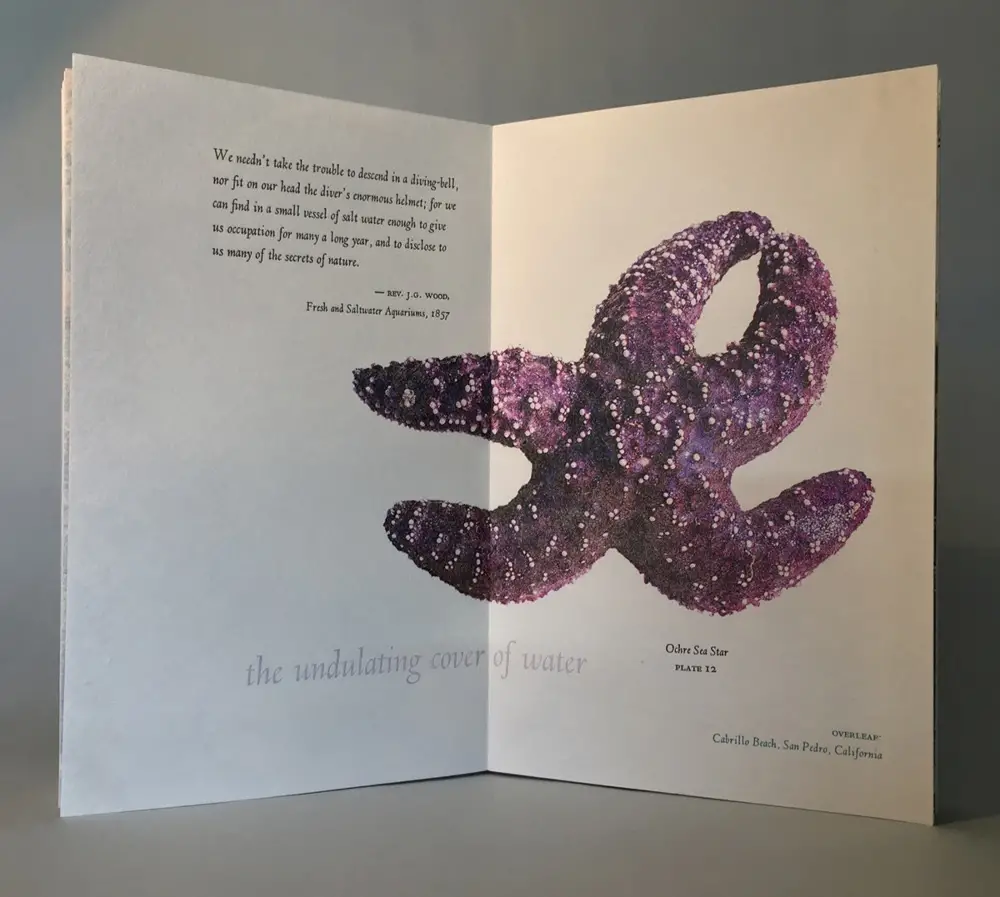 Showing the sea star in At Low Water book by Rebecca Chamlee