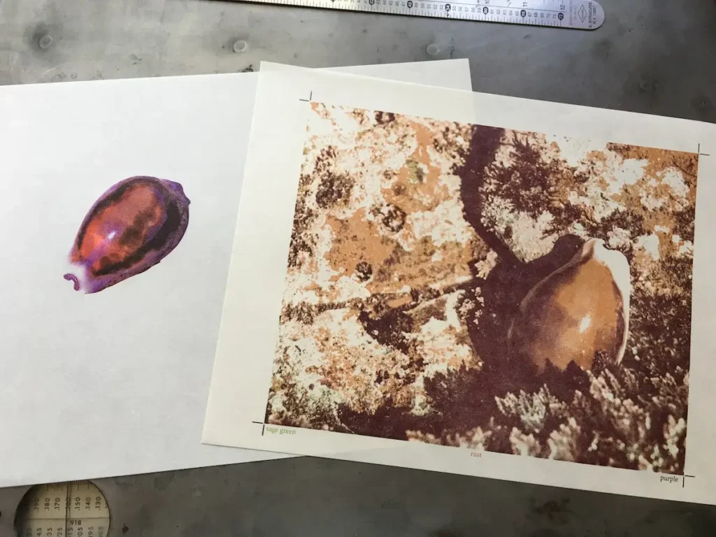 Showing the cowrey in the book at Low Water by Rebecca Chamlee