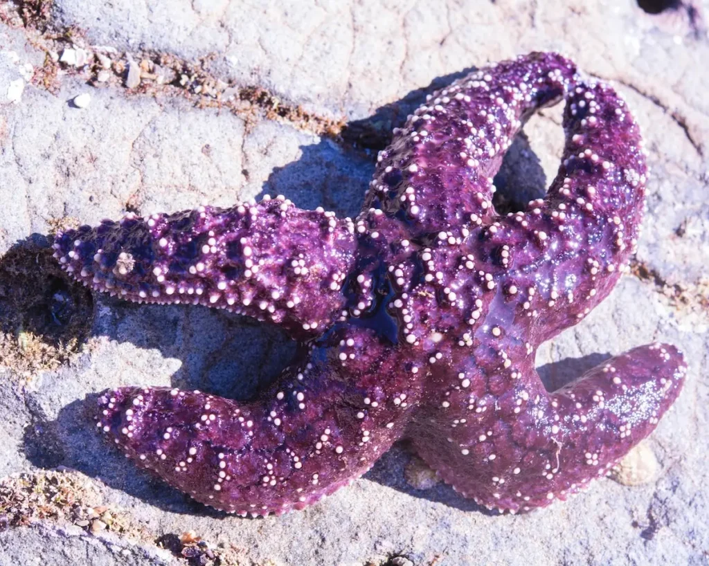 Image of the Sea Star for inspiration for At Low Water by Rebecca Chamlee