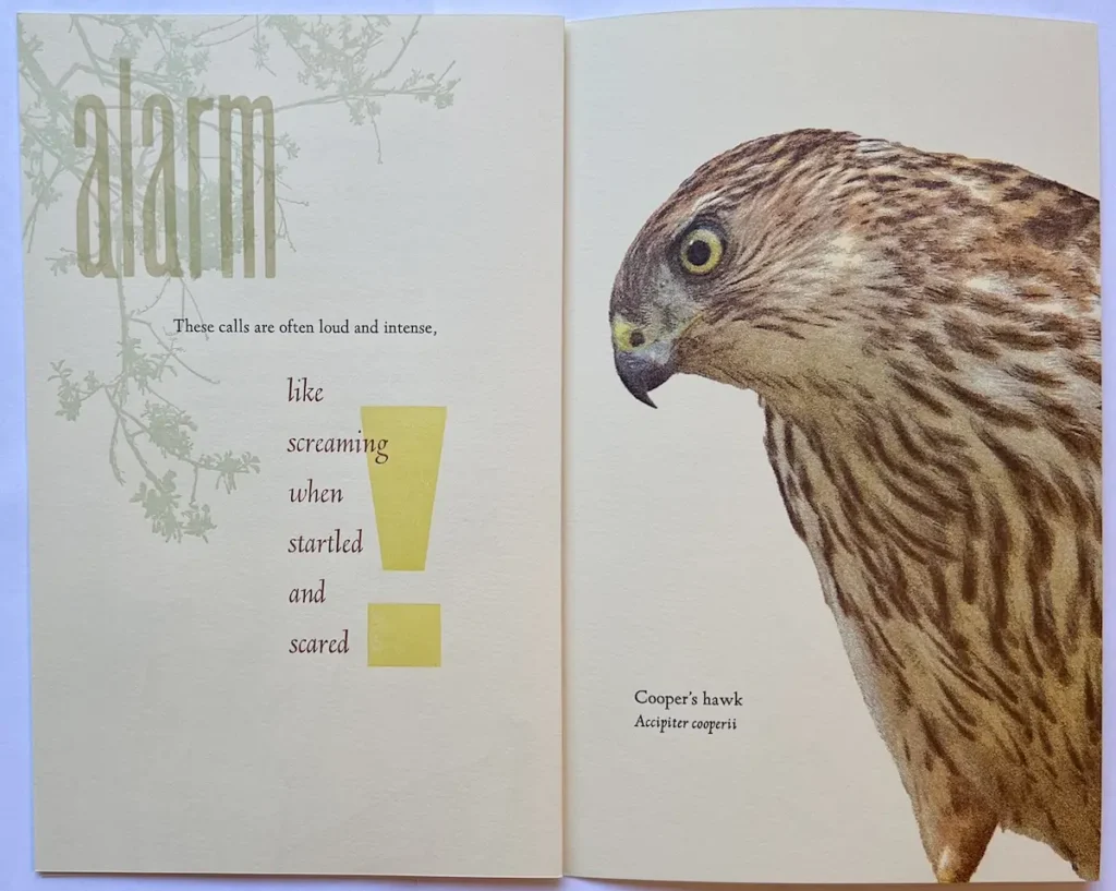 Hawk printed in Listen book by Rebecca Chamlee