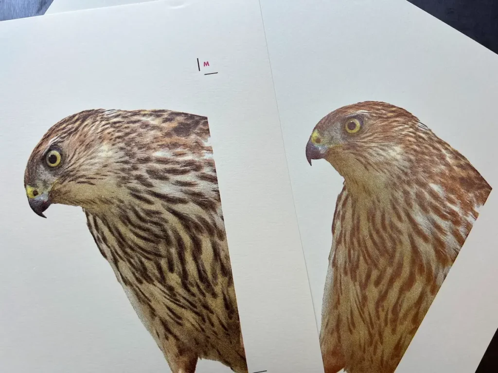 Hawks printing for book Listen by Rebecca Chamlee
