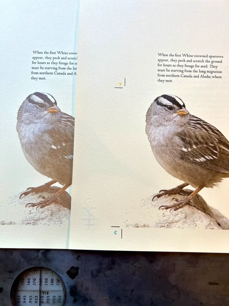 Bird prints for Listen book by Rebecca Chamlee