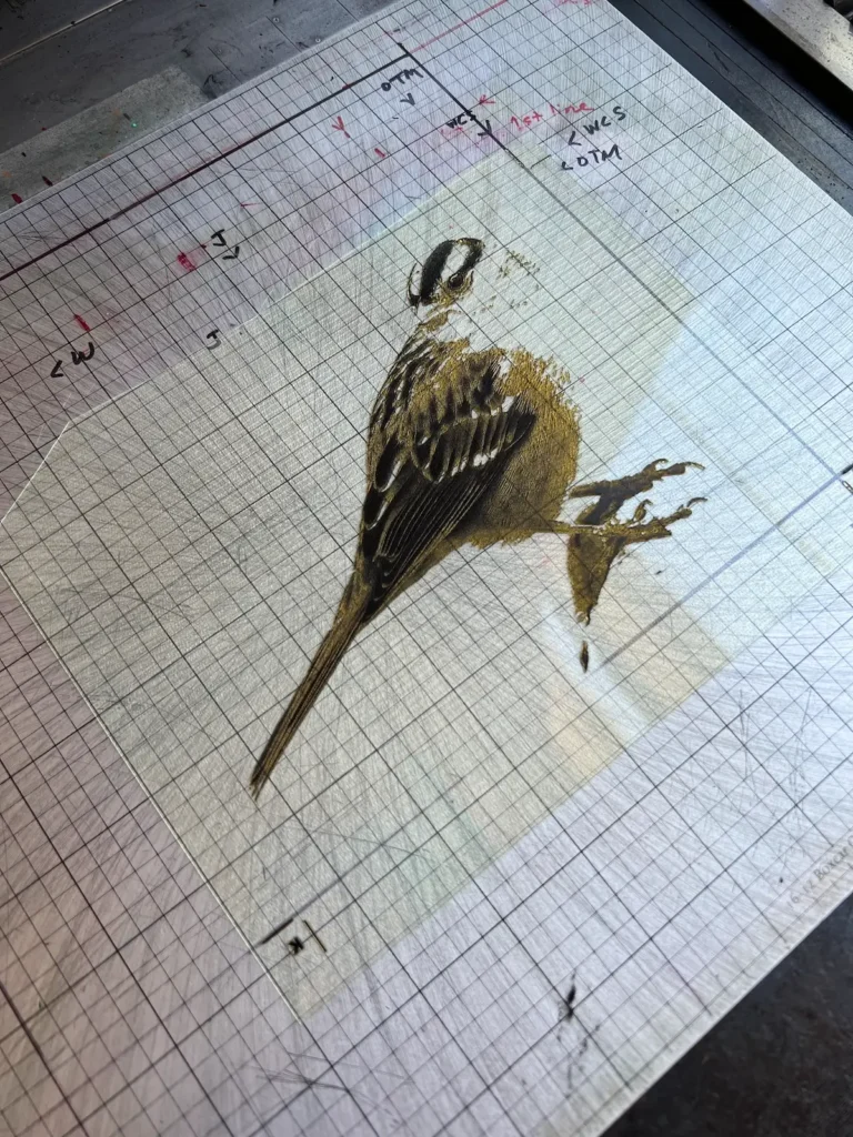 White Crown bird for listen book by Rebecca Chamlee