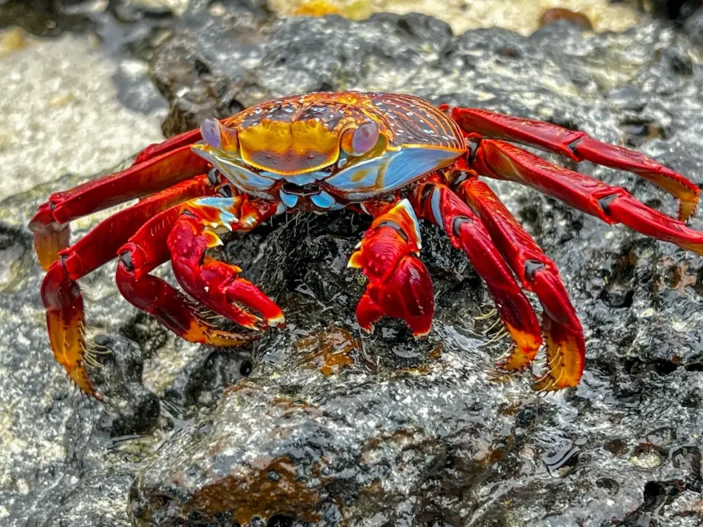 Sally Light-footed Crab by Leanne McGiveron