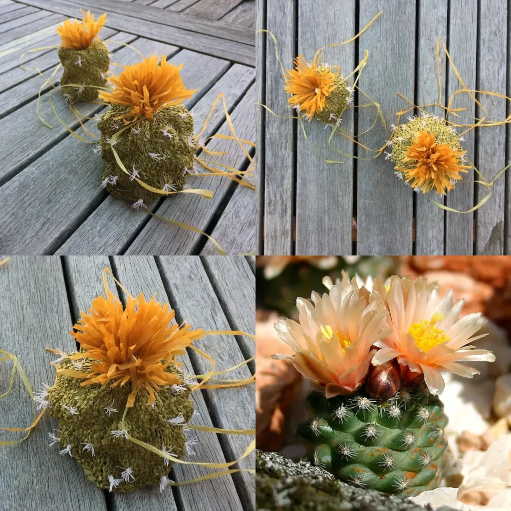 San Rafael Cactus knitted flowers by Virginia Catherall