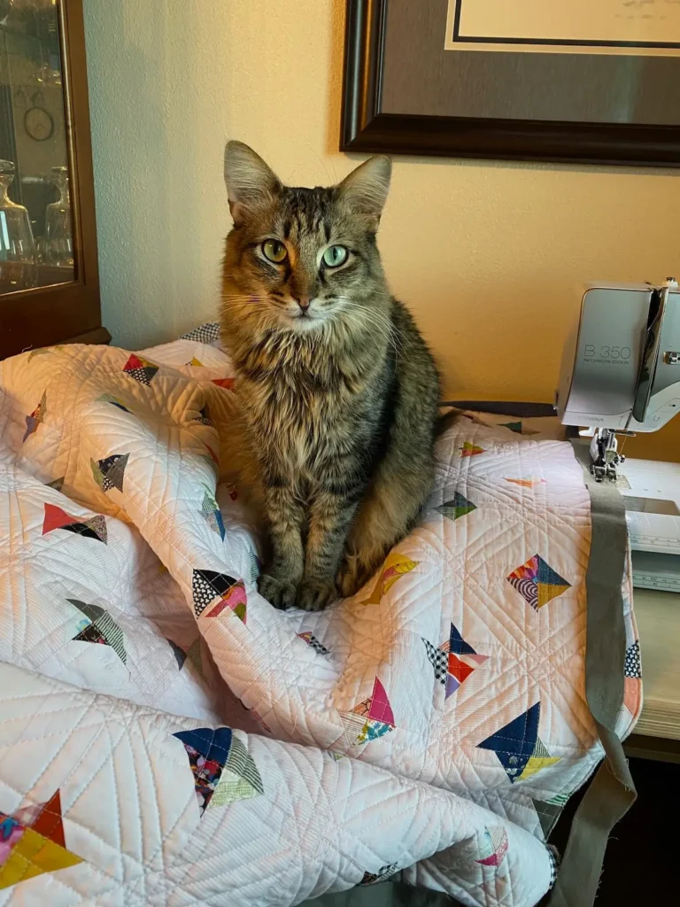Lela O'Dells studio cat, Beepers