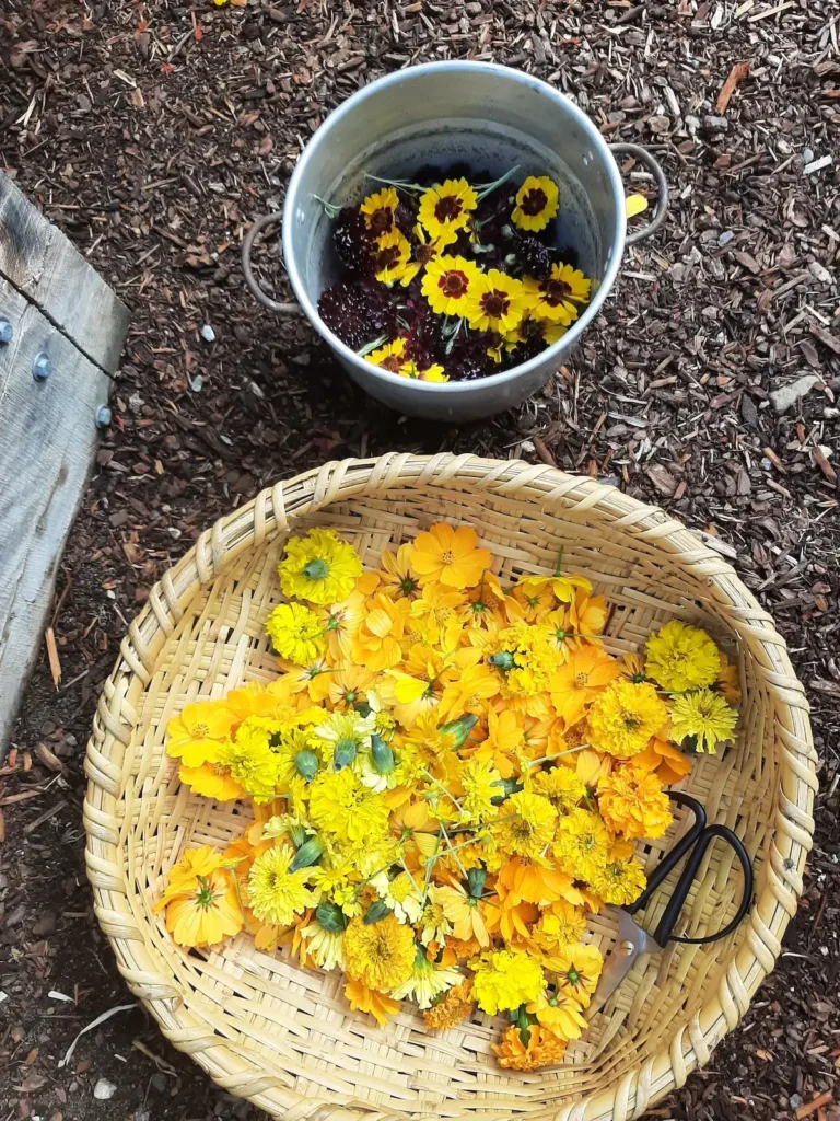 Dye garden harvest of Paige St-Pierre