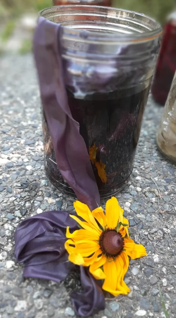 Solar dye black-eyed susan by Paige St-Pierre