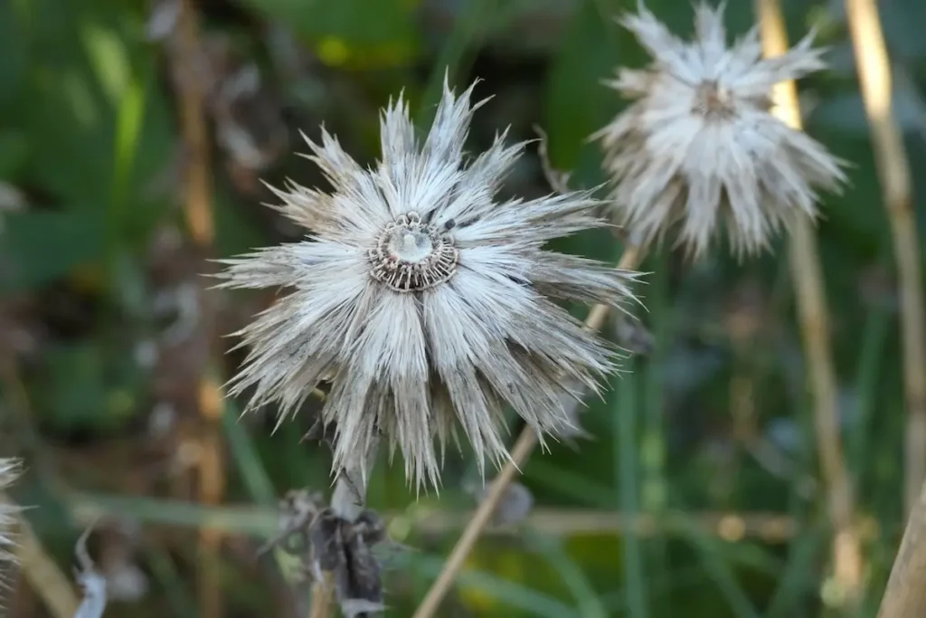 Garden inspiration for Lucy Sugden
